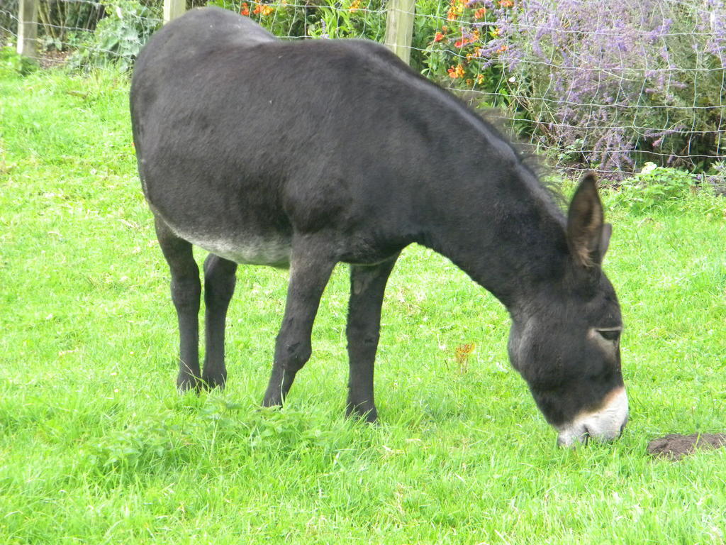 Dikkelvenne Petrus Wittebrood Hoeve מראה חיצוני תמונה