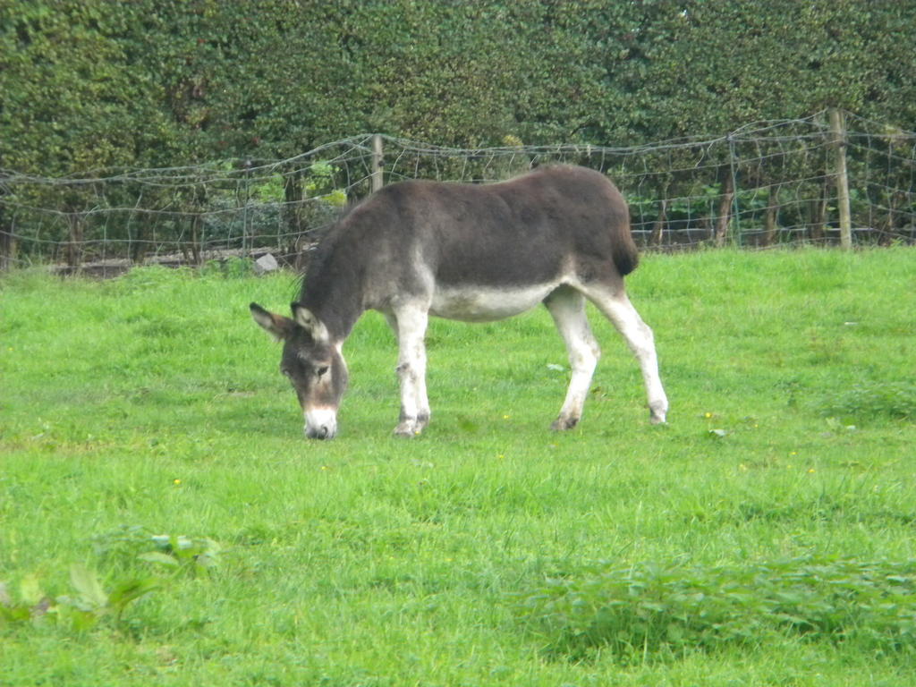 Dikkelvenne Petrus Wittebrood Hoeve מראה חיצוני תמונה